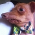 Avatar de deerstroap