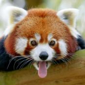 Avatar de Pandarou