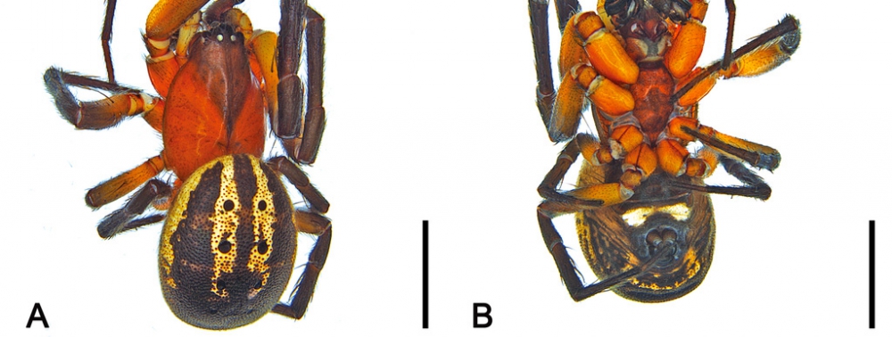 Insolite : Venomius tomhardyi, une nouvelle espèce d'araignées baptisée en hommage à Venom