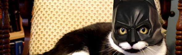 Batcat contre-attaque !